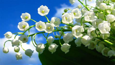 muguet 1er mai signification